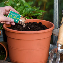 Load image into Gallery viewer, Seedballs in a mini box