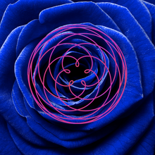 Load image into Gallery viewer, COSMIC ROSE