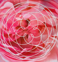 Load image into Gallery viewer, Magdalene Rose - 🌹 Devotion, grace and beautiful equilibrium🌹