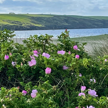 Load image into Gallery viewer, SEA ROSE 🌹