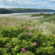 Load image into Gallery viewer, SEA ROSE 🌹