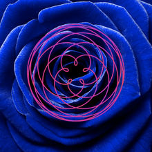 Load image into Gallery viewer, COSMIC ROSE
